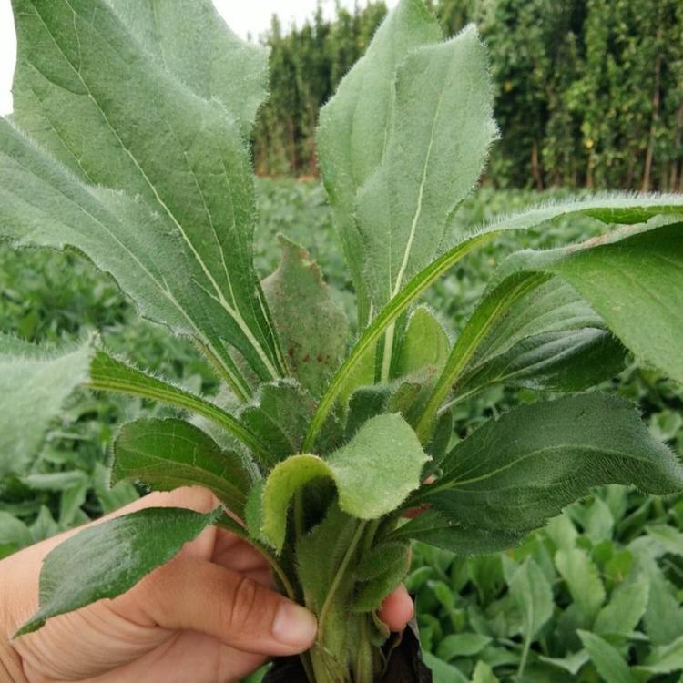 黑心菊批发基地 青州草花基地 瀚泽 黑心菊杯苗批发
