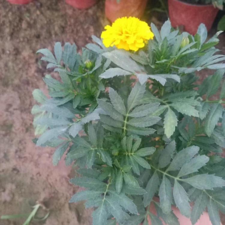 孔雀草（橙黄）孔雀草两色杯苗  孔雀草租摆  租摆草花孔雀草双色盆 便宜的孔雀草小苗