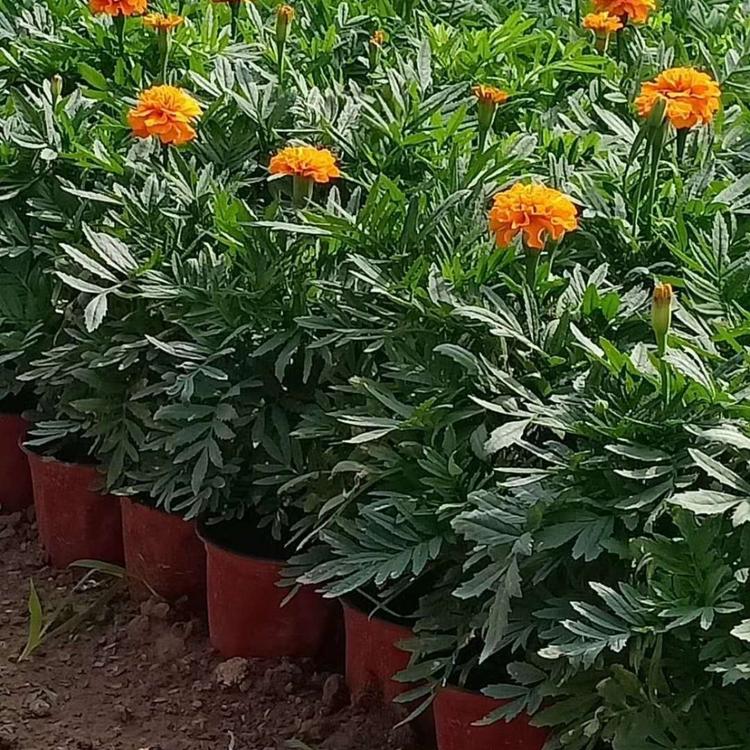 孔雀草供应商 青州花卉基地批发孔雀草 欢迎咨询