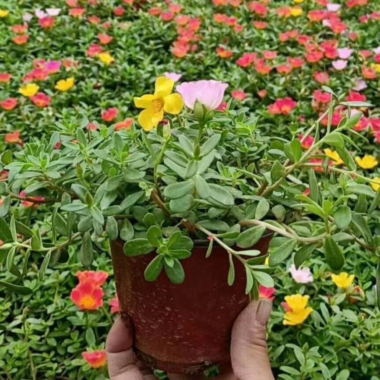 双色盆太阳花 太阳花租摆 双色盆太阳花种植基地-瀚泽花卉