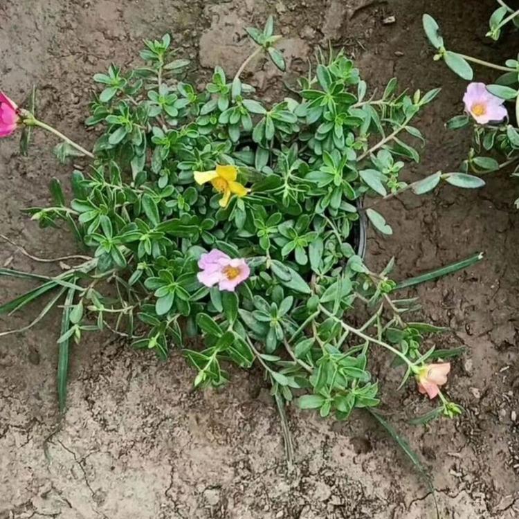 双色盆太阳花 太阳花批发 太阳花出售 瀚泽花卉