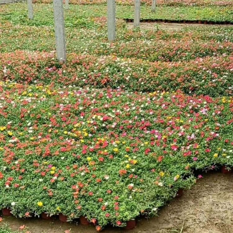 太阳花基地供应出售  太阳花批发 太阳花小苗