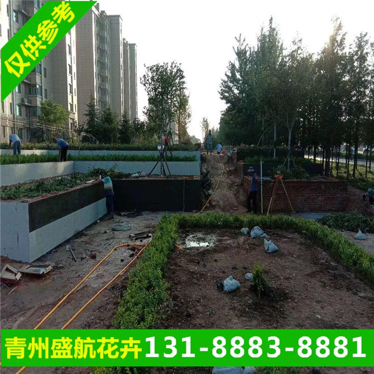 社区绿化苗木 农村改造道路绿化用苗