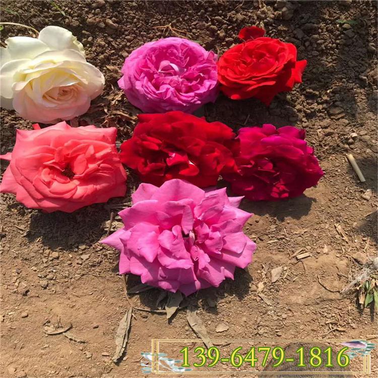 河南月季花批发 红色大花月季基地 红帽子品种月季批发