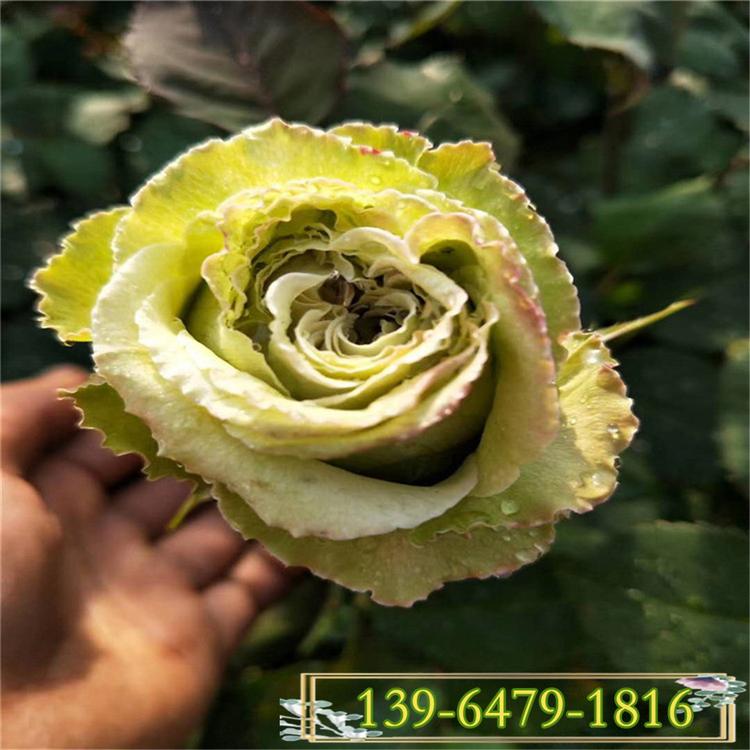 绿色月季批发 夏季耐高温丰花月季价格 花期长月季
