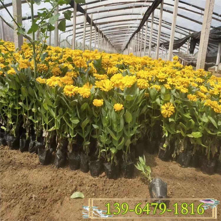 黄色百日草盆苗 红色百日草营养钵苗价格 百日菊