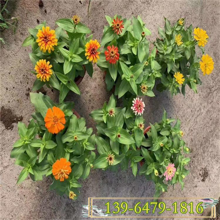 商场租摆盆栽花卉 四季红色百日草花  百日草图片