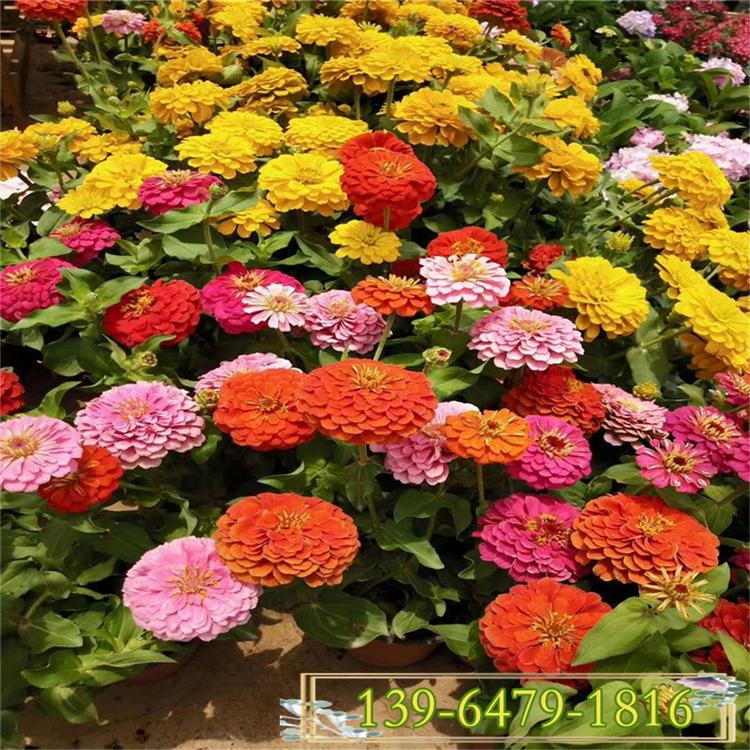 供应百日菊盆苗 百日菊批发价格 百日草园林应用
