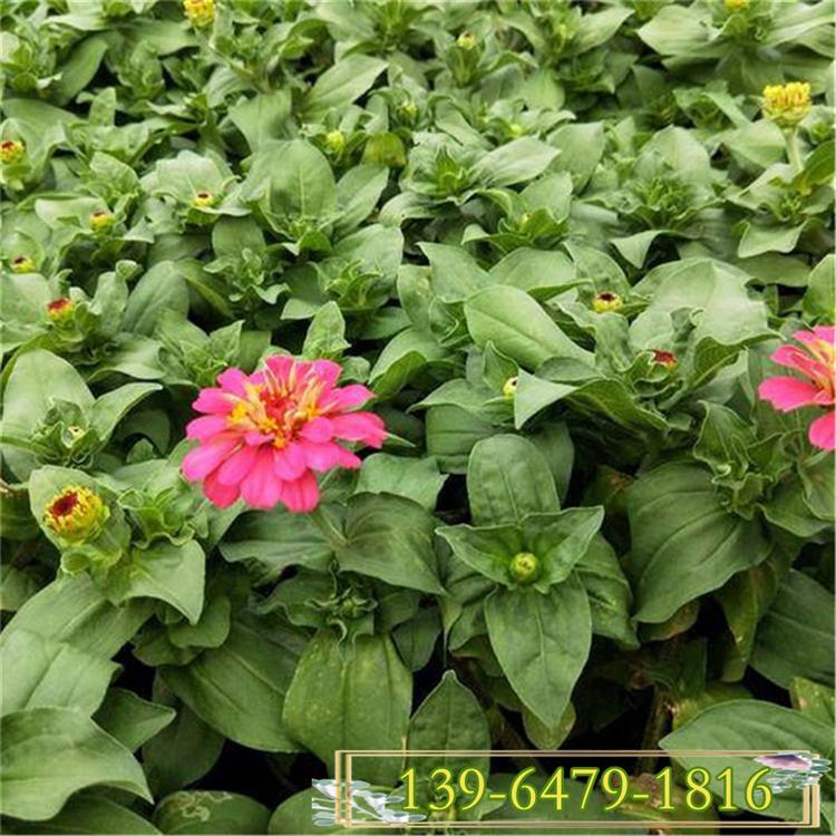 青州花卉大型批发基地 多色百日草盆苗 玫红色百日草小苗棵大苗壮