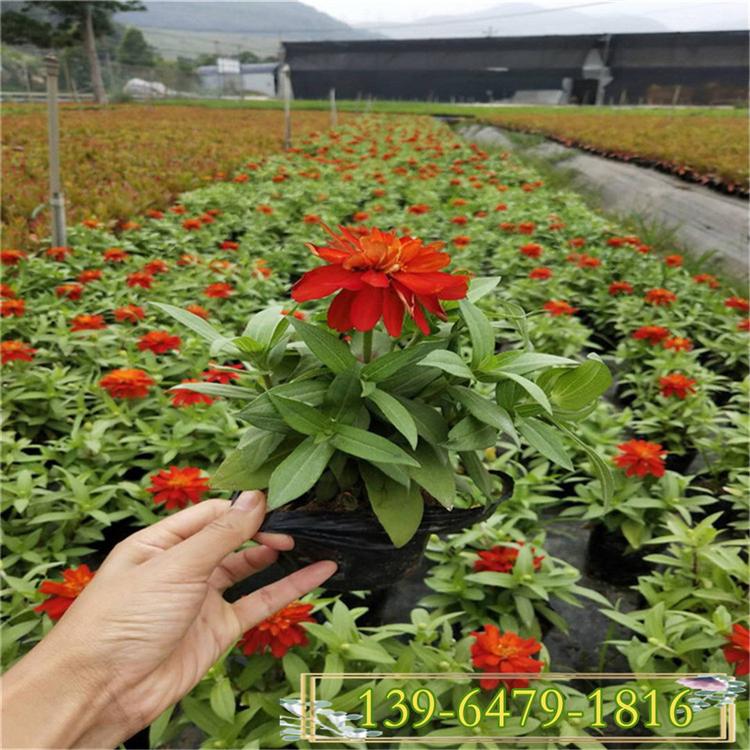 山东百日草小苗批发基地 百日菊杯苗花卉批发 价格美丽 量大优惠