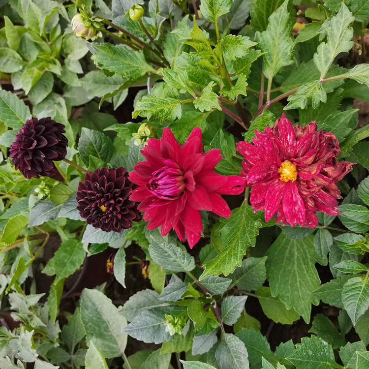 大丽花种植基地 大丽花基地 大量供应