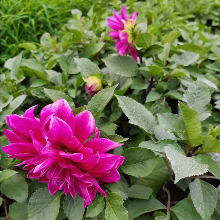 大丽花报价 批发大丽花价格 苏鹏 苗圃直销