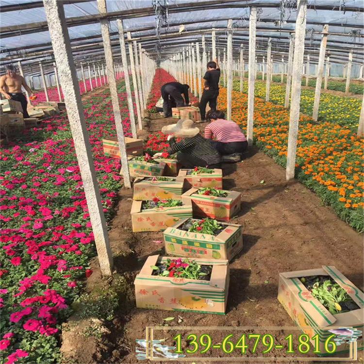 新品矮牵牛盆苗上市 多个颜色矮牵牛花苗 矮牵牛图片
