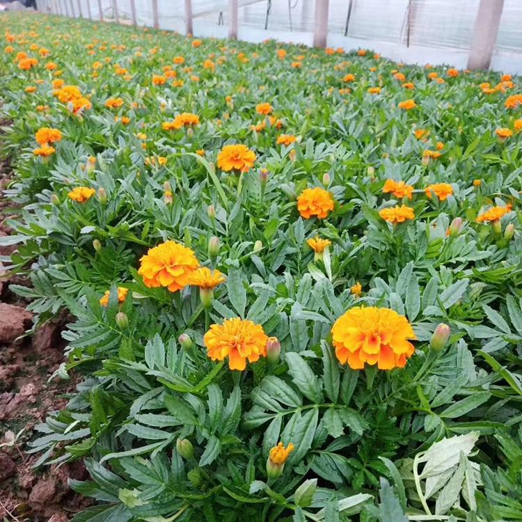 青州孔雀草种植基地 孔雀草批发 量大优惠孔雀草