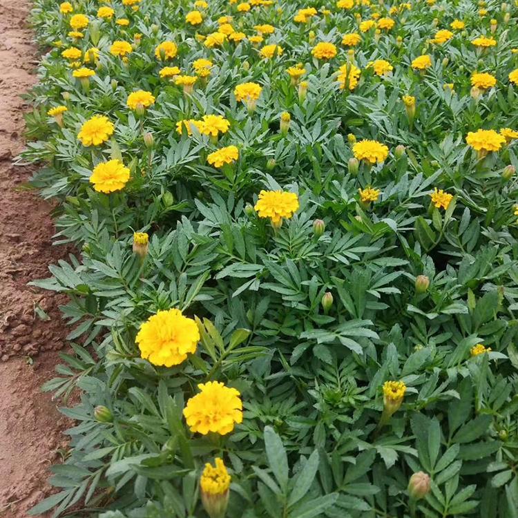 花坛绿化用孔雀草 孔雀草批发 优价出售孔雀草