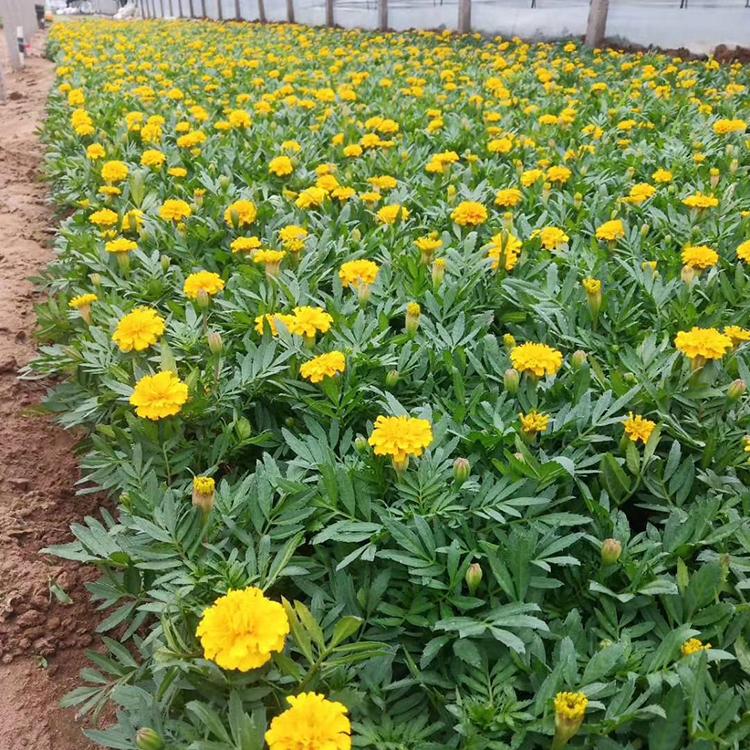 苏鹏批售孔雀草 孔雀草种植基地 苗圃直供孔雀草