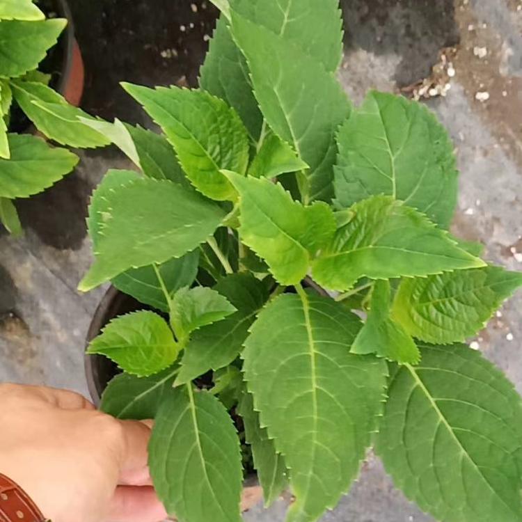 无尽夏供货商 无尽夏绣球苗圃直供