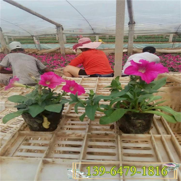 城市街头绿化花坛草花矮牵牛 便宜的矮牵牛