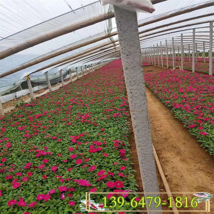 矮牵牛小苗批发 立体花坛矮牵牛景观租摆 矮牵牛花期