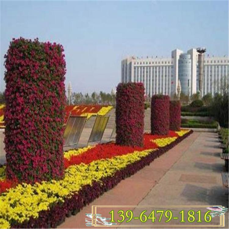销量好的矮牵牛 新上市矮牵牛供应 粉色矮牵牛图片