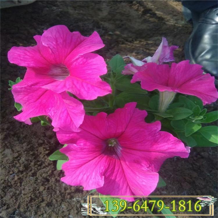 矮牵牛系列草花 批发矮牵牛阳台盆栽易种花草 花坛立体绿化