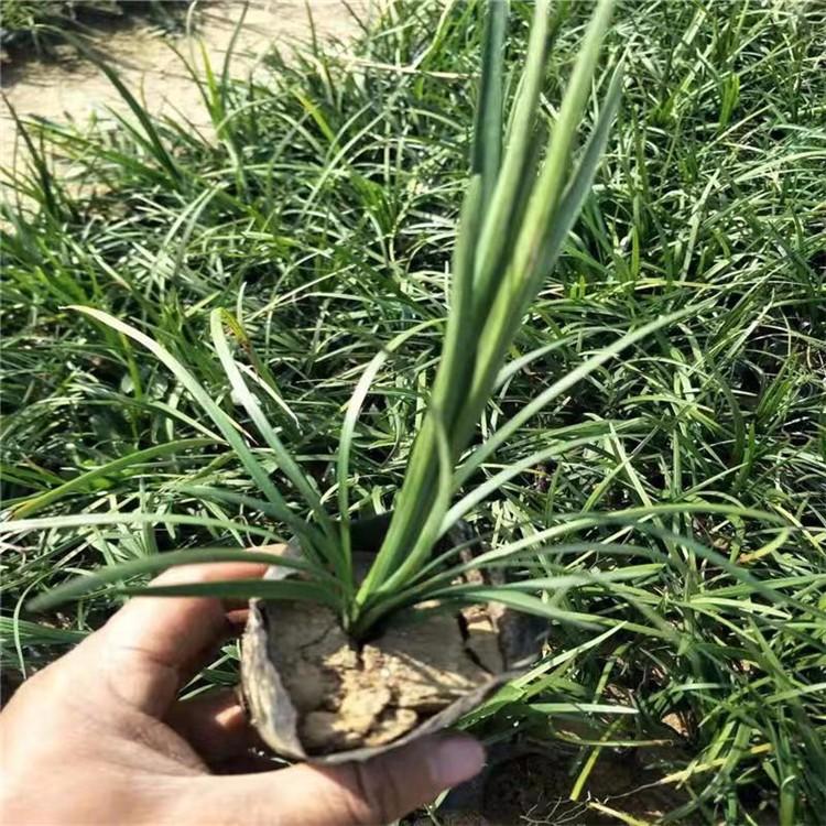 麦冬草 苗圃直供 麦冬小苗批发 麦冬基地