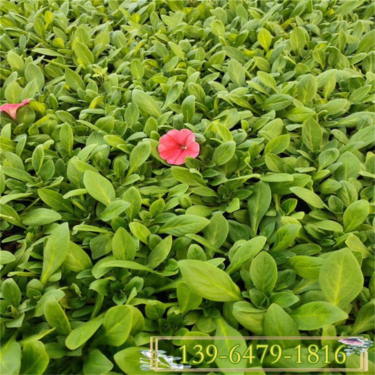 低矮植物矮牵牛盆栽市场价格 矮牵牛草花基地报价