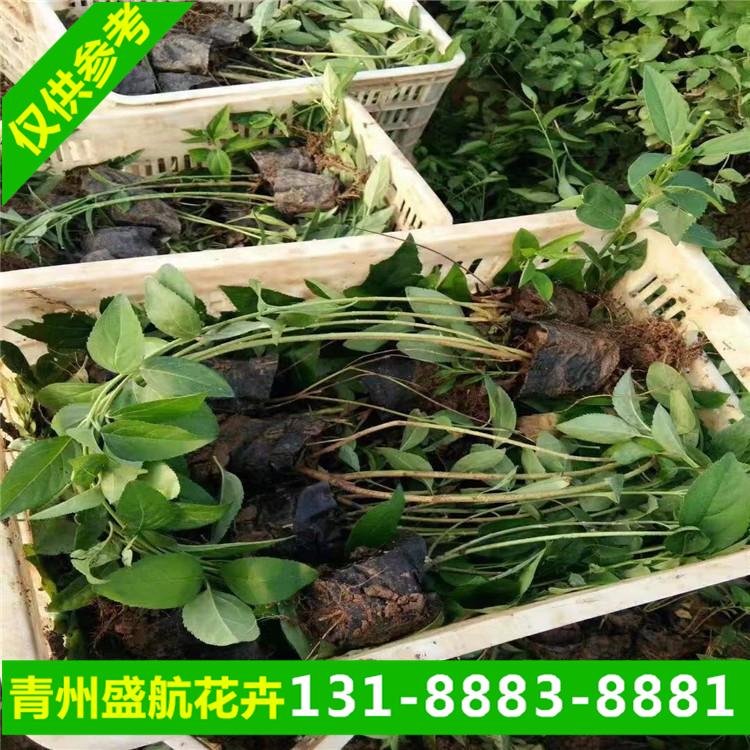山东地栽连翘批发种植 现货供应连翘小苗