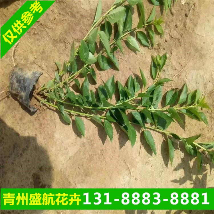 地栽连翘 连翘价格