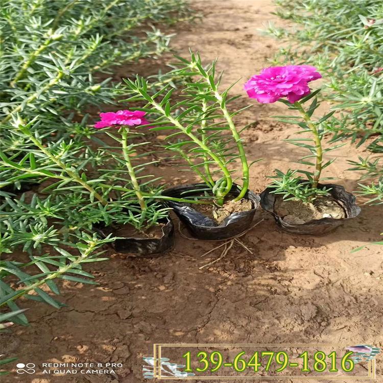 半枝莲盆苗价格  小区草坪草花种植 耐高温植物半枝莲