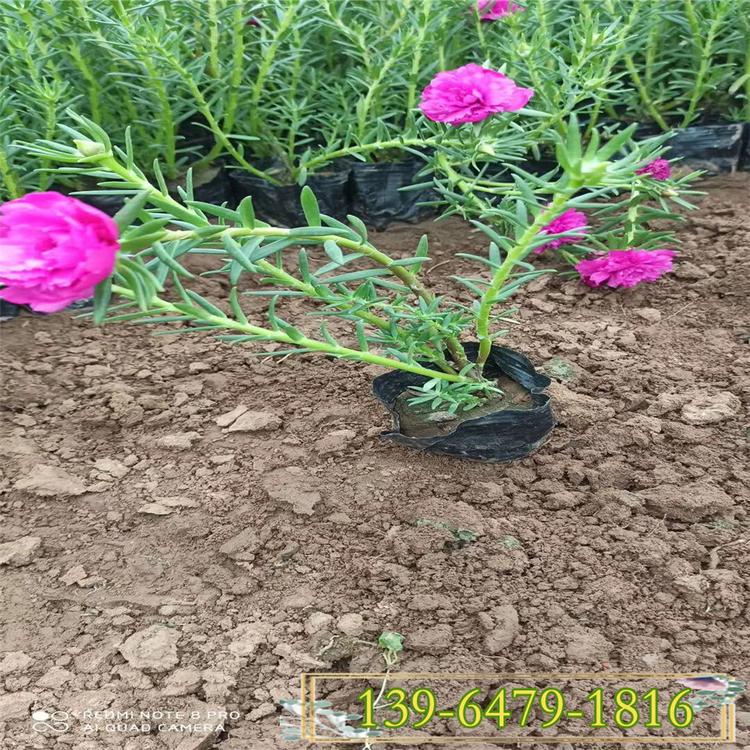 基地直销半枝莲杯苗 好成活半枝莲幼苗 耐炎热植物