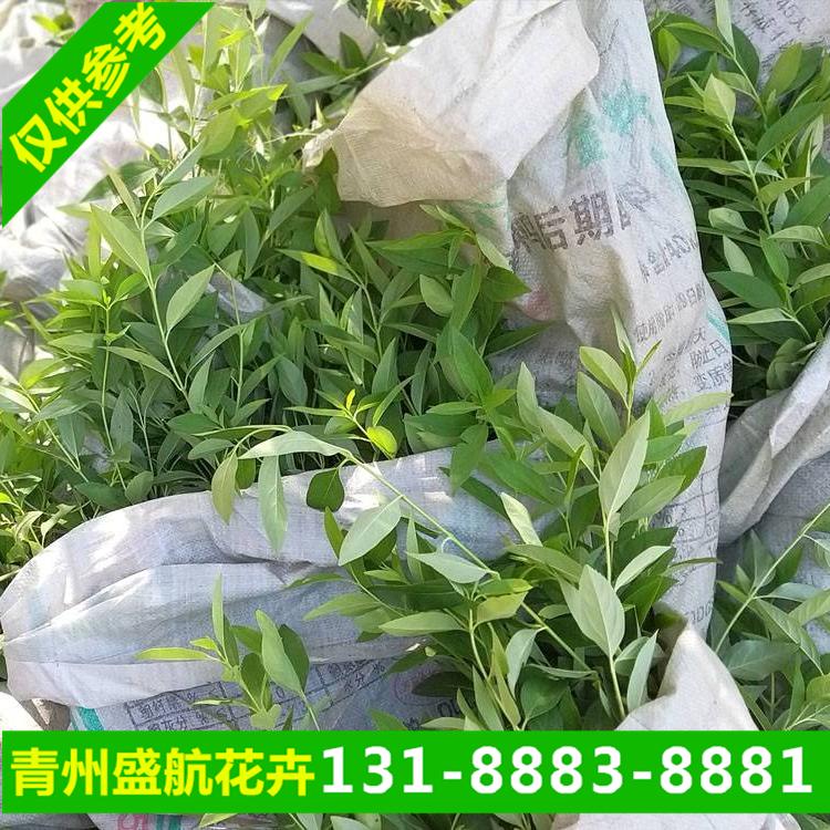 求购绿化苗木连翘苗 连翘绿化效果