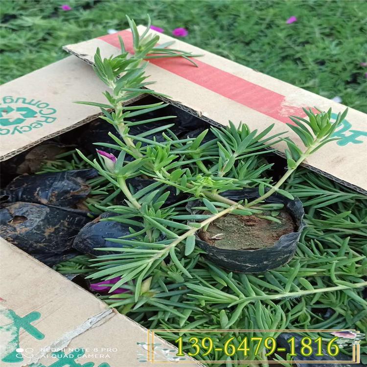 扦插苗半枝莲花苗批发 北方草花基地直销 青州草花基地