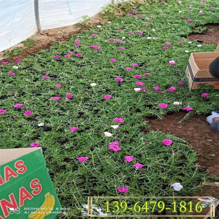适合大片植种植的花卉植物 太阳花半枝莲杯苗 铺地花海