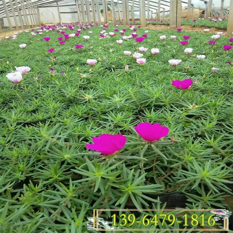 半枝莲草花基地 大花马齿苋培育基地  抗热抗旱半枝莲盆苗