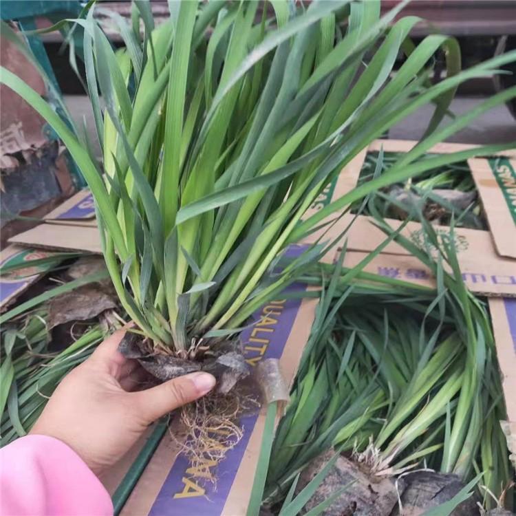 马蔺批发商 山东马蔺种植基地 马蔺小苗