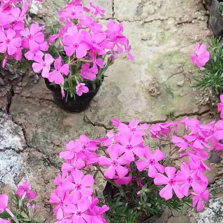 福禄考小苗 福禄考基地 福禄考批发报价