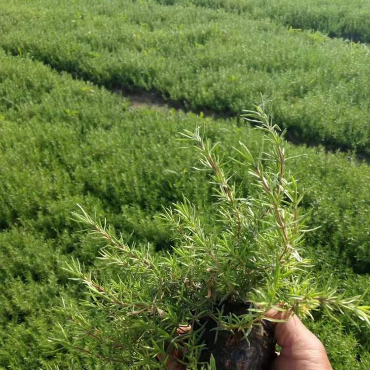 福禄考花海用苗 福禄考报价 福禄考苗圃直供