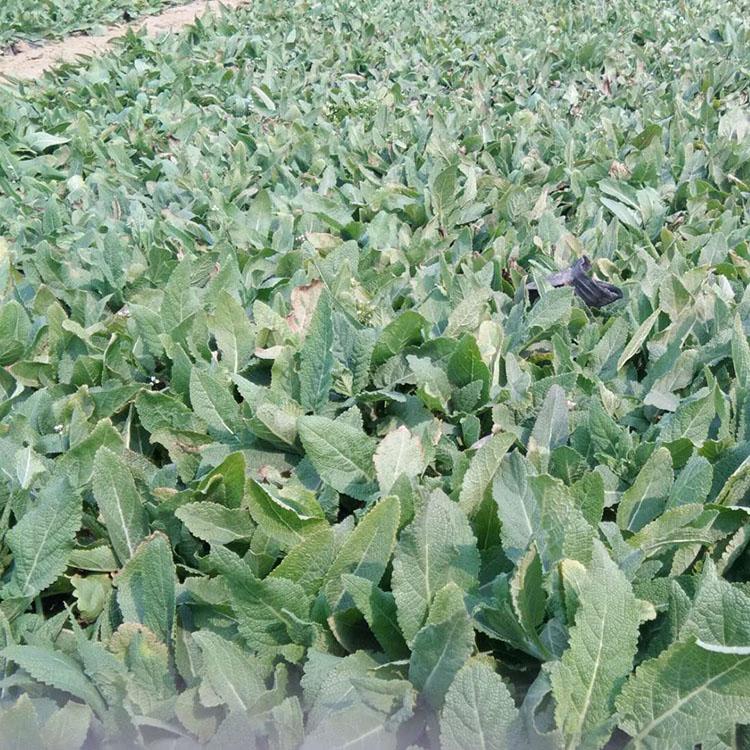 量大优惠鼠尾草 鼠尾草批发价格 鼠尾草出售