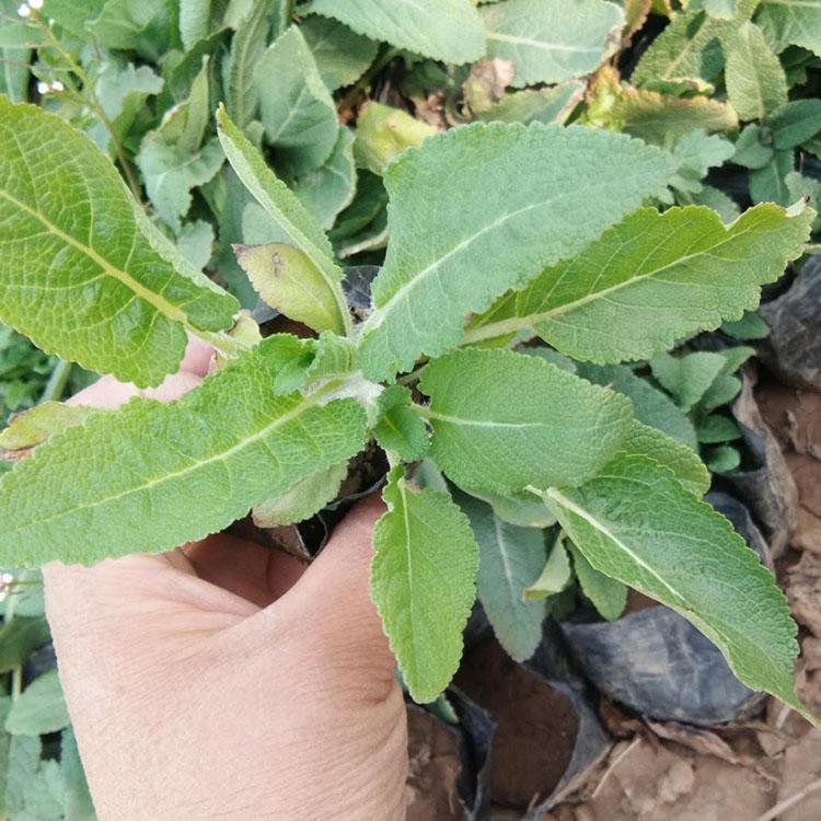种植户直供鼠尾草 鼠尾草批发报价 鼠尾草批发商