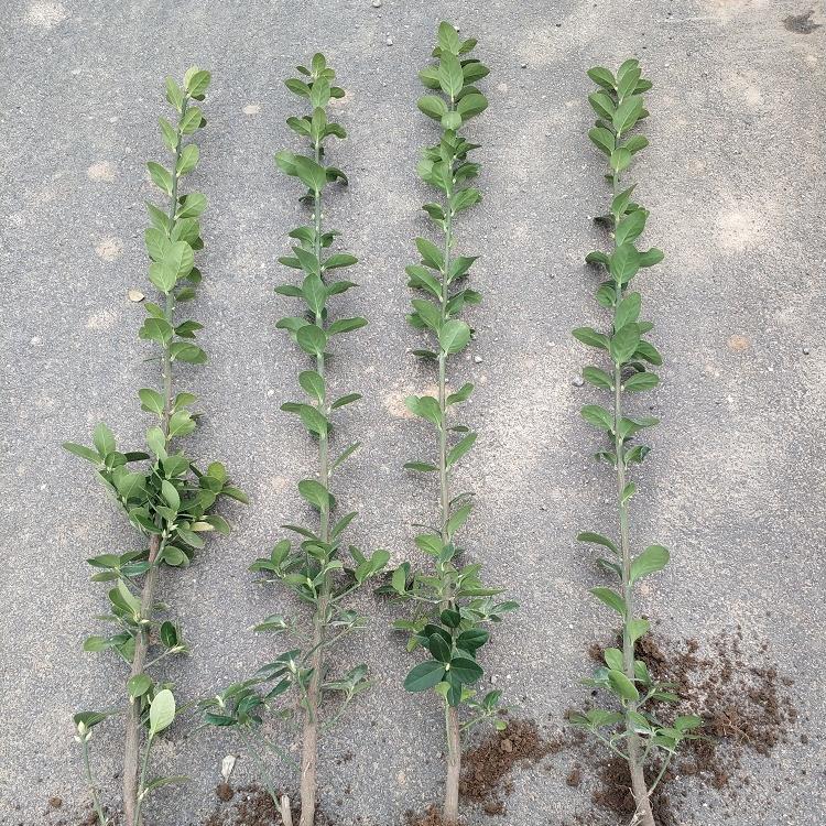 供应1.5米1.8米北海道黄杨2米3米北海道黄杨4米北海道黄杨
