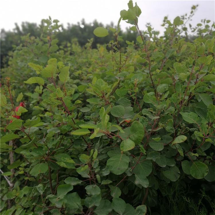 黄栌批发 黄栌价格 潍坊青州荣林