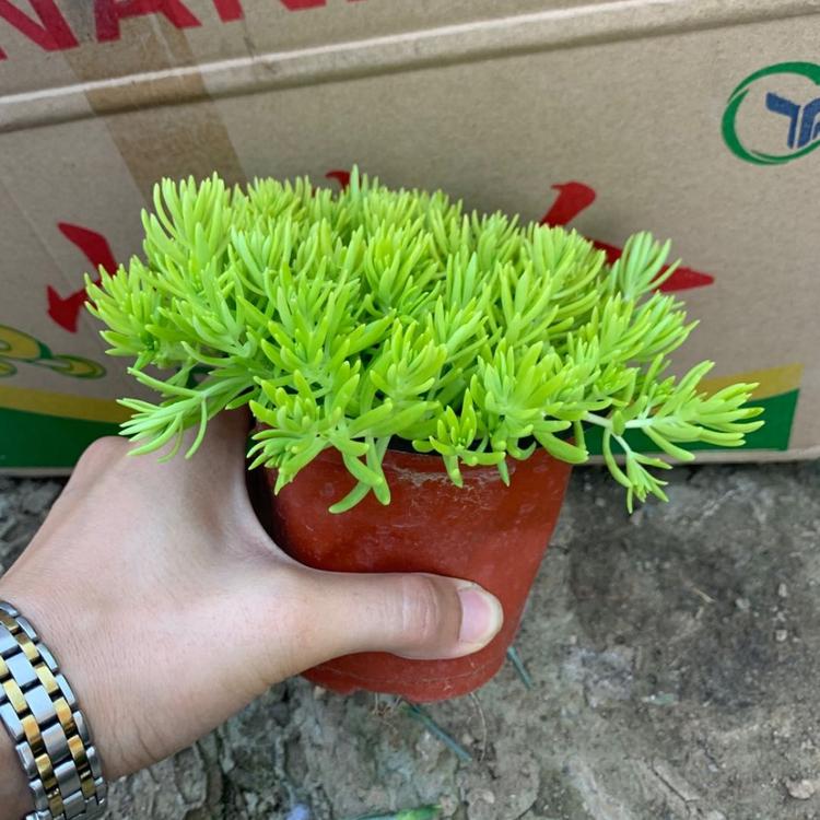 绿叶佛甲草 山东佛甲草 佛甲草种植基地