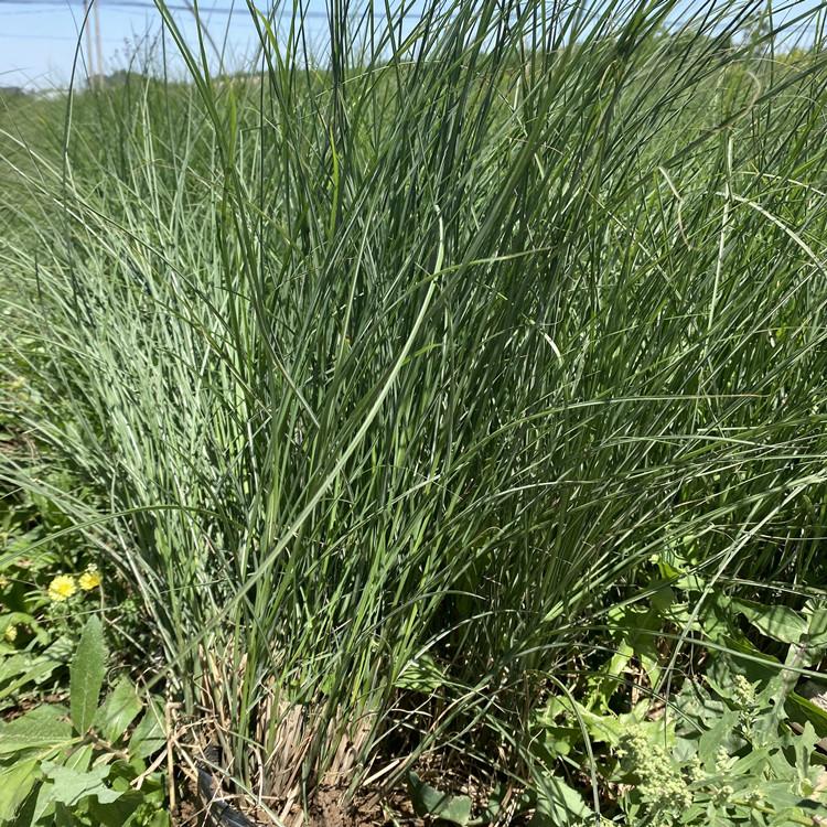 细叶芒   细叶芒大量批发   细叶芒基地