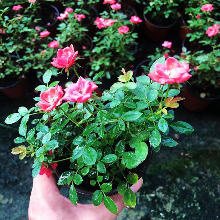 微型月季   月季花卉批发  微型玫瑰   同丰直销