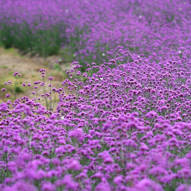 马鞭草价格 马鞭草培育 山东马鞭草