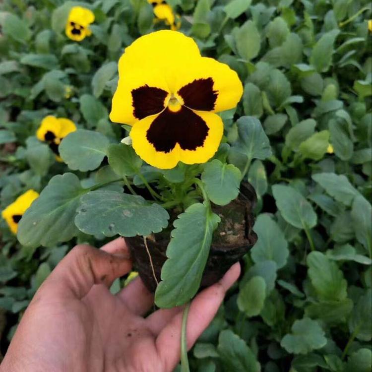 三色堇供应 潍坊三色堇 三色堇销售