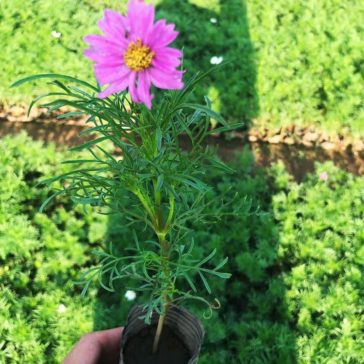 山东波斯菊苗子   波斯菊  波斯菊花海供应 满足供应