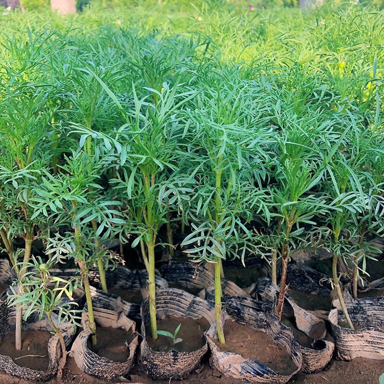 四川波斯菊苗子   波斯菊  波斯菊花海批发 量大价优