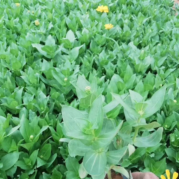 百日草种植 百日草培育 青州百日草